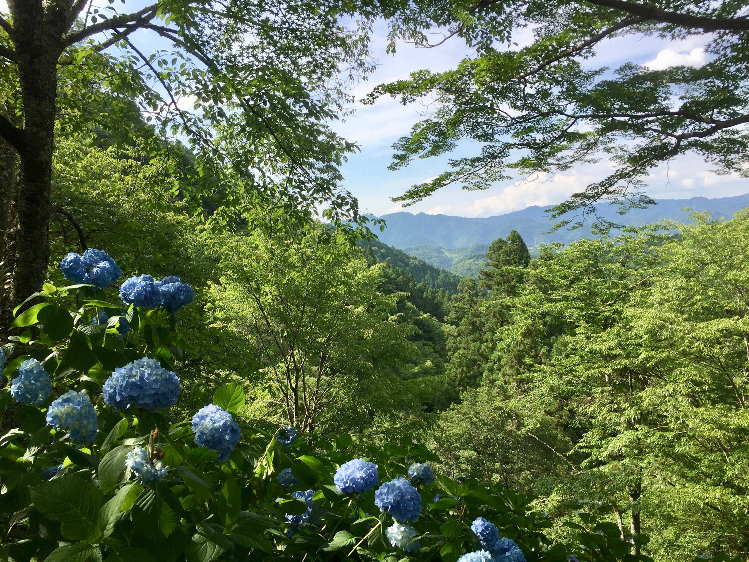 吉野の新緑