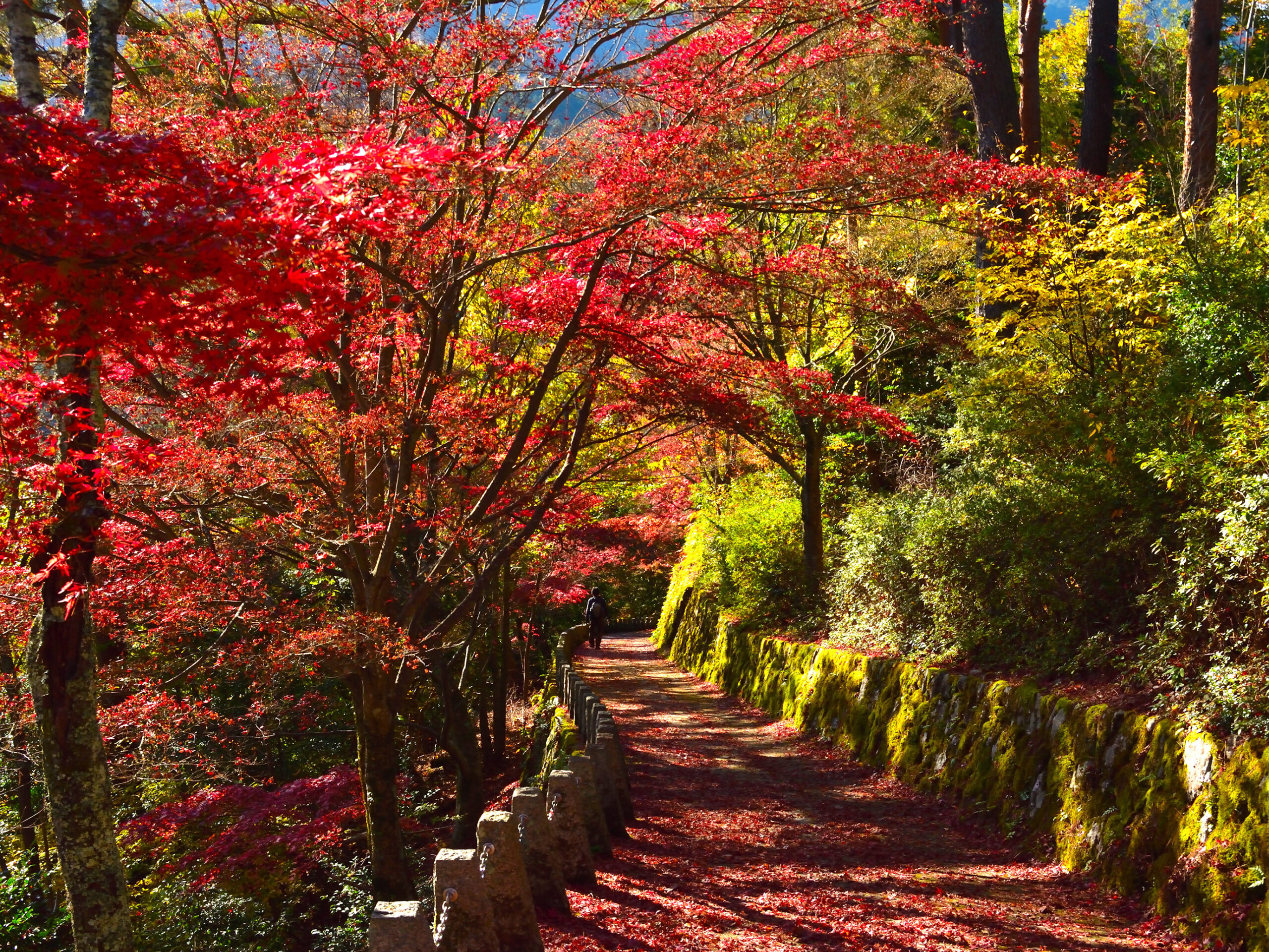 吉野高城山展望台への道