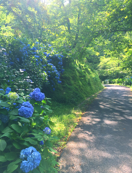 吉野、七曲坂の紫陽花